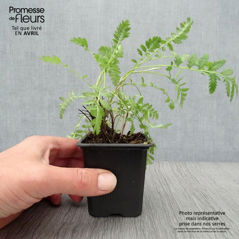 Amostra de Atanásia-das-boticas - Tanacetum vulgare Vaso de 8/9 cm tal como entregue na primavera