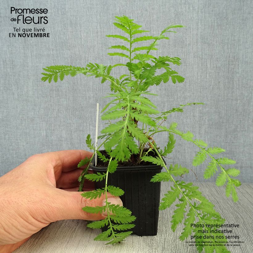 Amostra de Atanásia-das-boticas - Tanacetum vulgare Vaso de 8/9 cm tal como entregue no outono