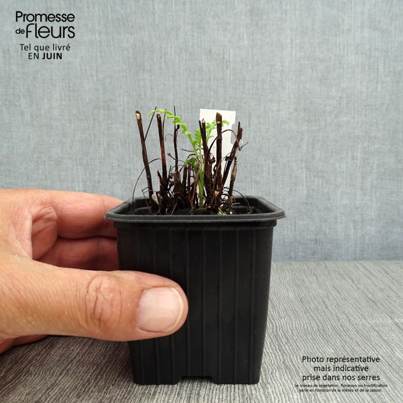 Amostra de Atanásia-das-boticas - Tanacetum vulgare Vaso de 8/9 cm tal como entregue no verão