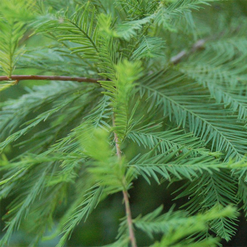 Taxodium distichum (Folhagem)