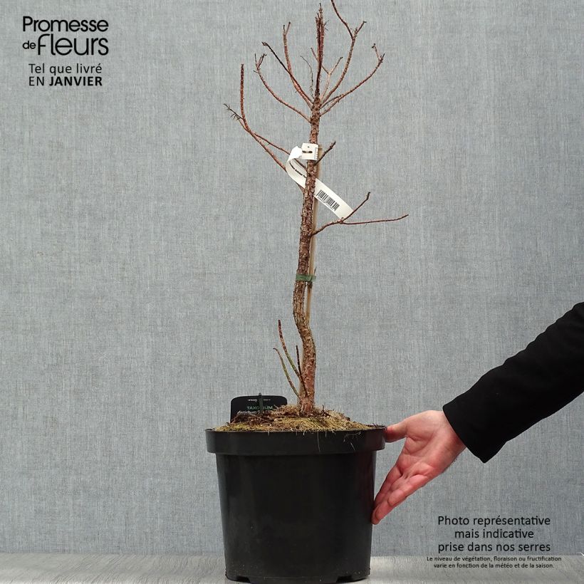 Amostra de Taxodium distichum Pevé Minaret - Cyprès chauve Vaso de 6 L/7 L tal como entregue no inverno