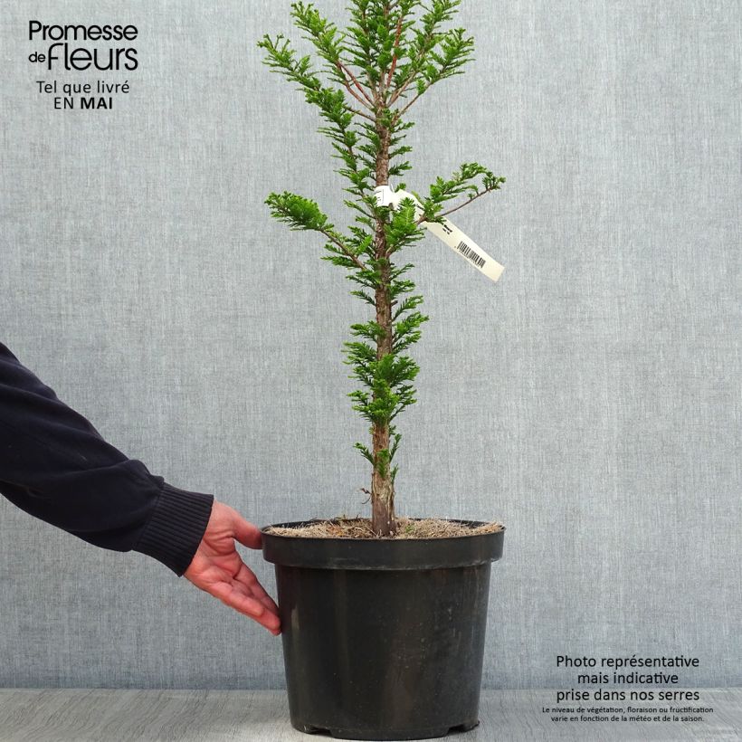 Amostra de Taxodium distichum Pevé Minaret Vaso de 6 L/7 L tal como entregue na primavera