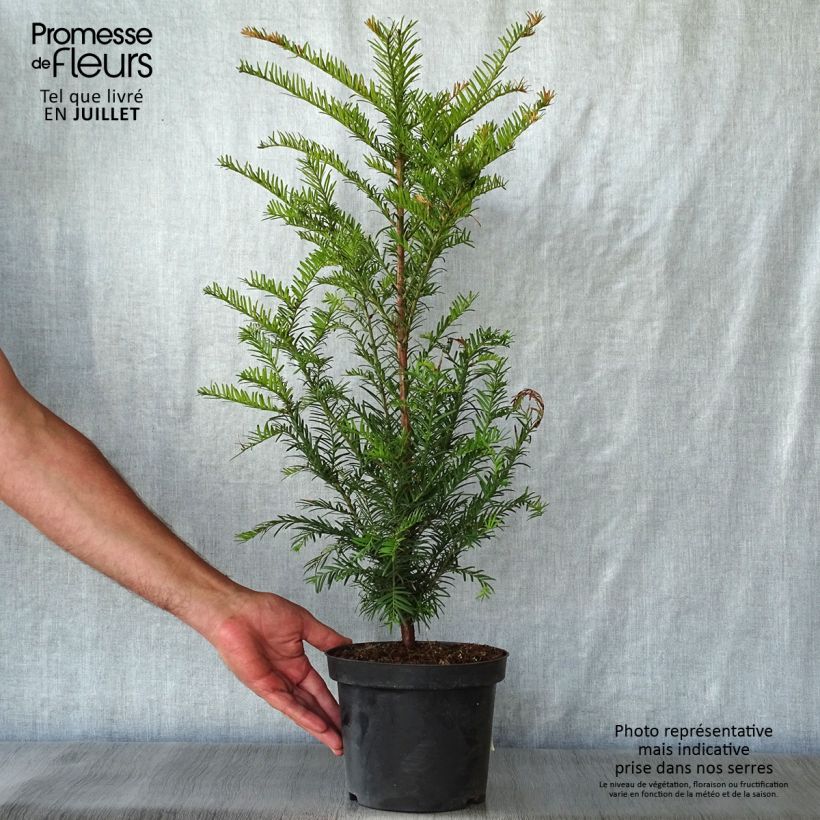 Amostra de Taxus baccata - Teixo Vaso de 4 L/5 L tal como entregue no verão