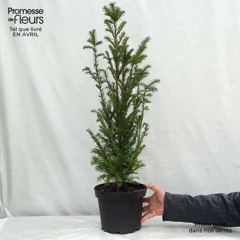 Amostra de Taxus baccata - Teixo Vaso de 4 L/5 L tal como entregue na primavera