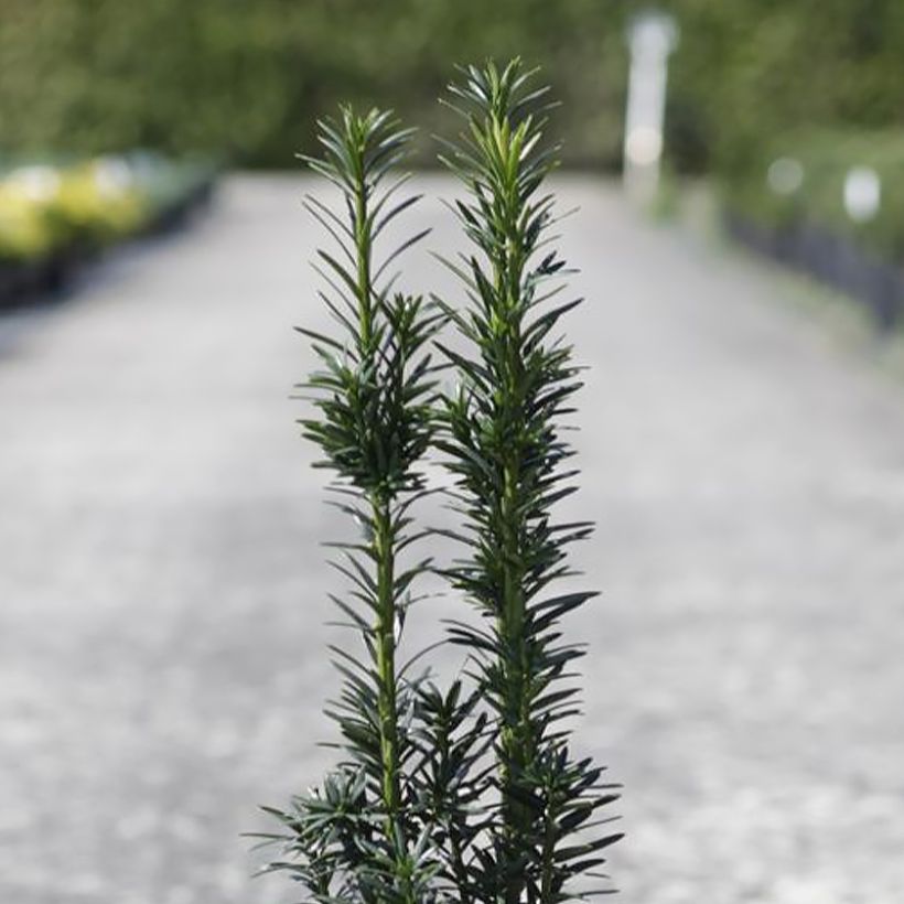 Taxus baccata fastigiata Black Tower (Folhagem)