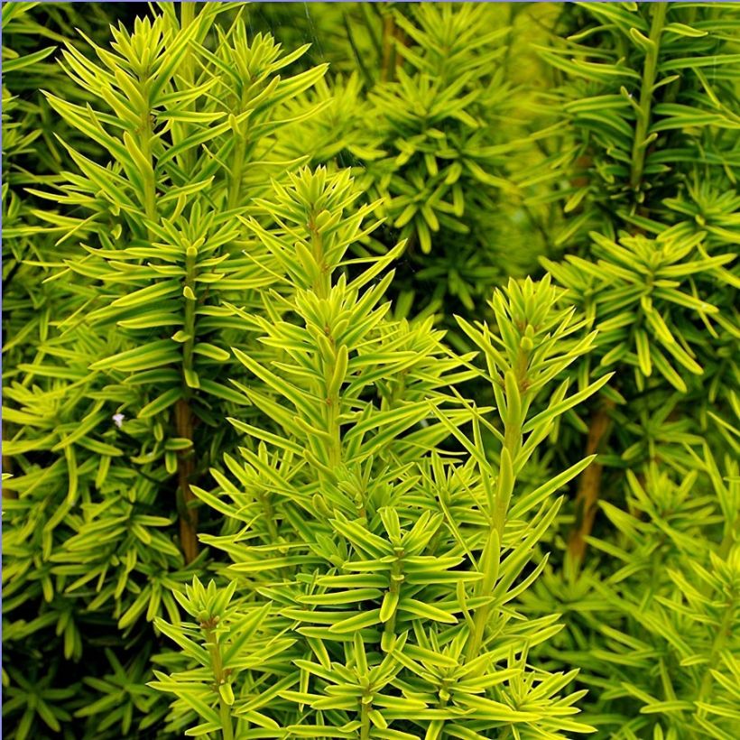 Taxus baccata David (Folhagem)