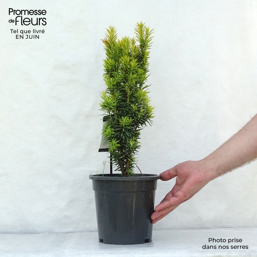 Amostra de Taxus baccata David Vaso de 2 L/3 L tal como entregue no verão