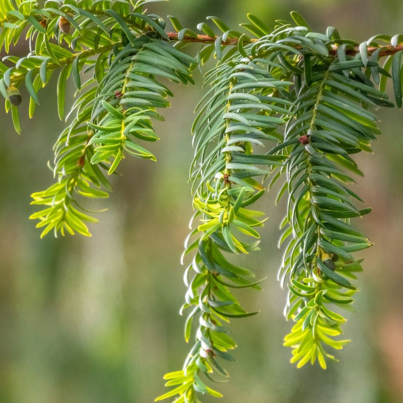 Taxus baccata Dovastoniana (Folhagem)