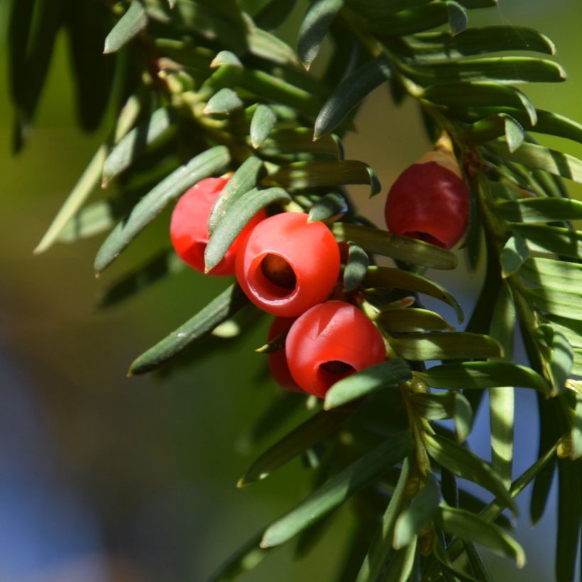 Taxus baccata Dovastoniana (Colheita)