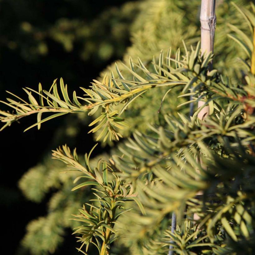 Taxus baccata Dovastonii Aurea (Folhagem)