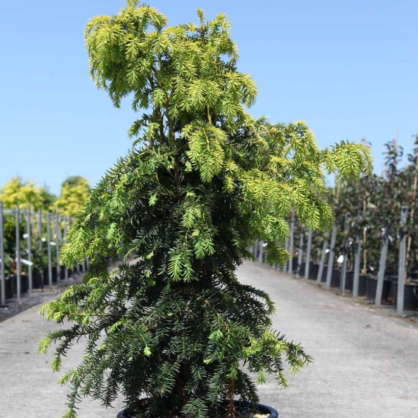Taxus baccata Dovastonii Aurea (Hábito)