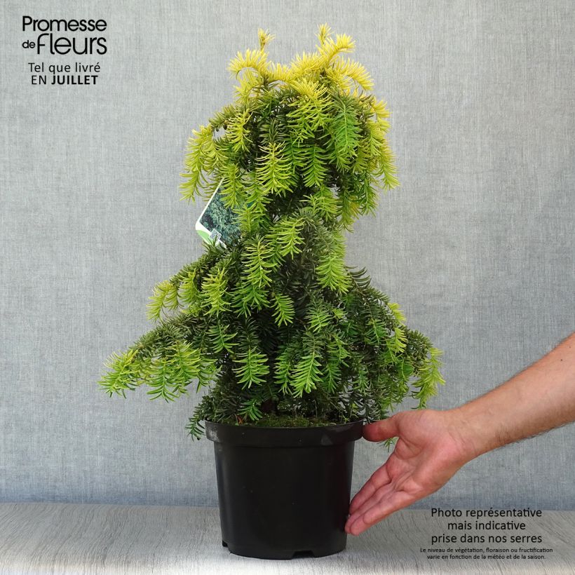 Amostra de Taxus baccata Dovastonii Aurea Vaso de 2 L/3 L tal como entregue no verão