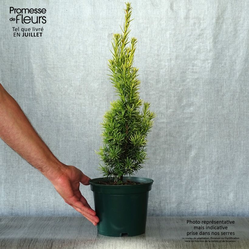 Amostra de Taxus baccata Fastigiata Aurea Vaso de 2 L/3 L tal como entregue no verão