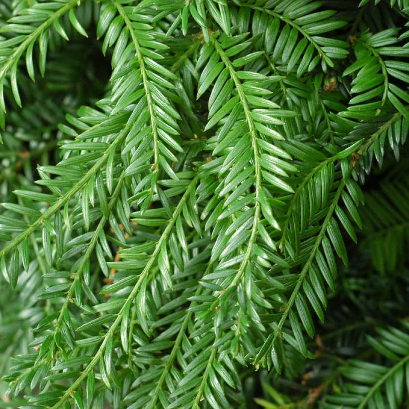 Taxus baccata Fastigiata Robusta (Folhagem)
