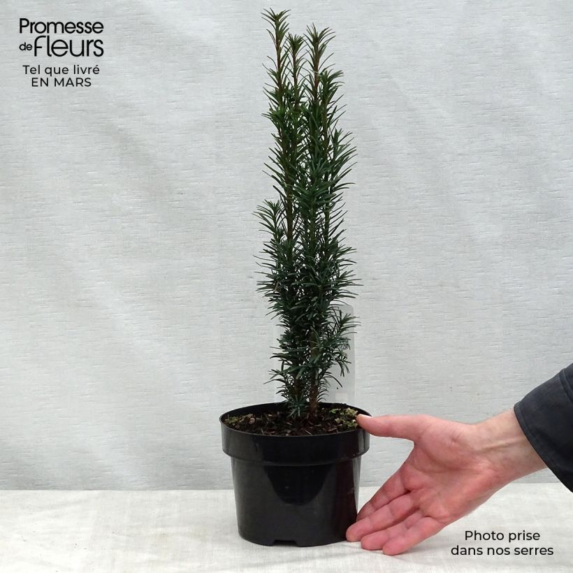 Amostra de Taxus baccata Fastigiata Robusta Vaso de 2 L/3 L tal como entregue na primavera