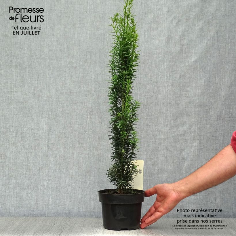 Amostra de Taxus baccata Fastigiata Robusta Vaso de 2 L/3 L tal como entregue no verão
