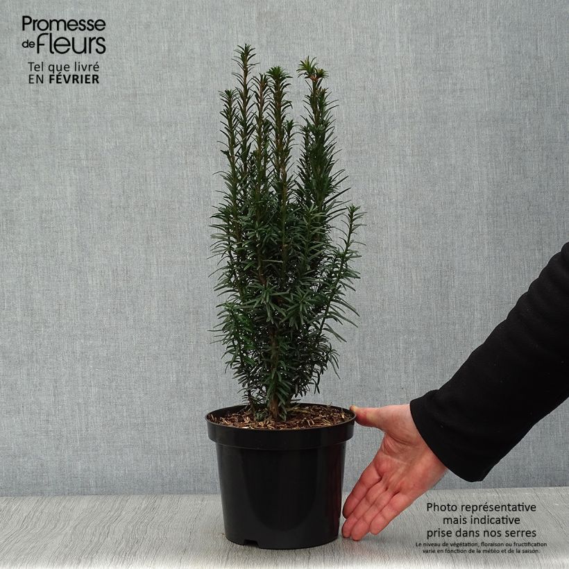 Amostra de Taxus baccata Fastigiata Robusta Vaso de 2 L/3 L tal como entregue no inverno