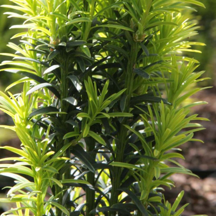 Taxus baccata Ivory Tower (Folhagem)