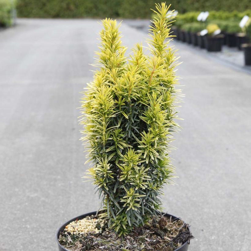 Taxus baccata Ivory Tower (Hábito)