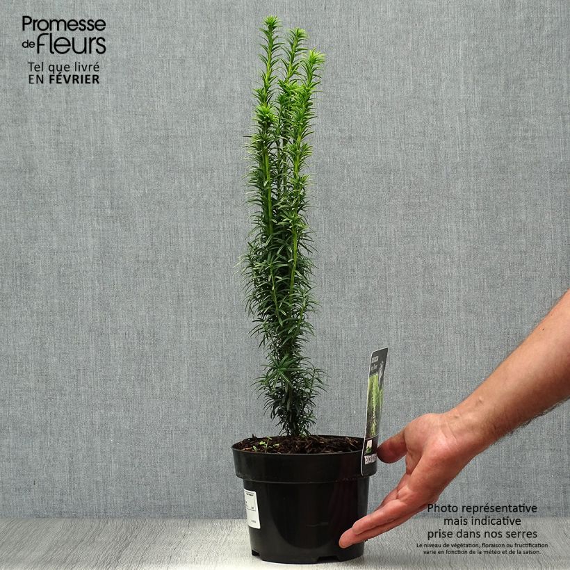 Amostra de Taxus baccata Ivory Tower Vaso de 2 L/3 L tal como entregue no outono