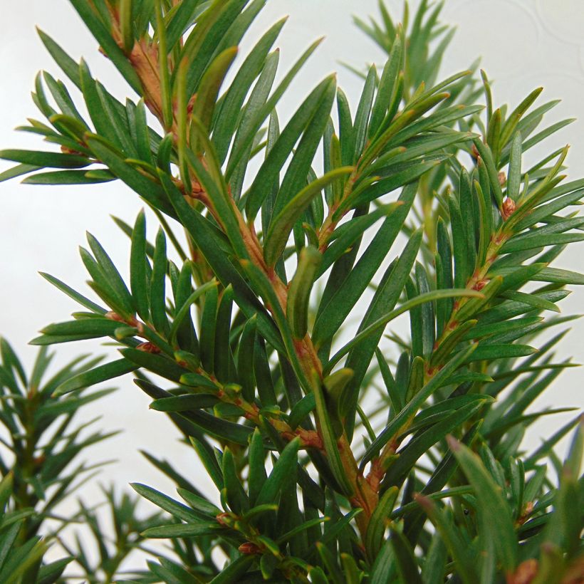 Taxus baccata Repandens (Folhagem)