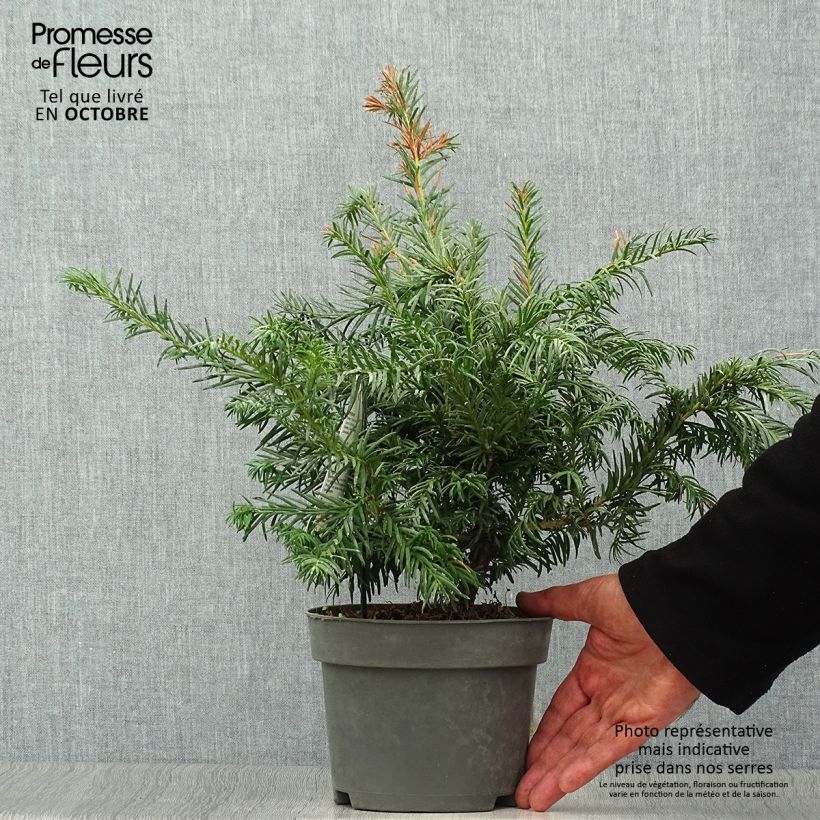 Amostra de Taxus baccata Repandens Vaso de 2 L/3 L tal como entregue no outono