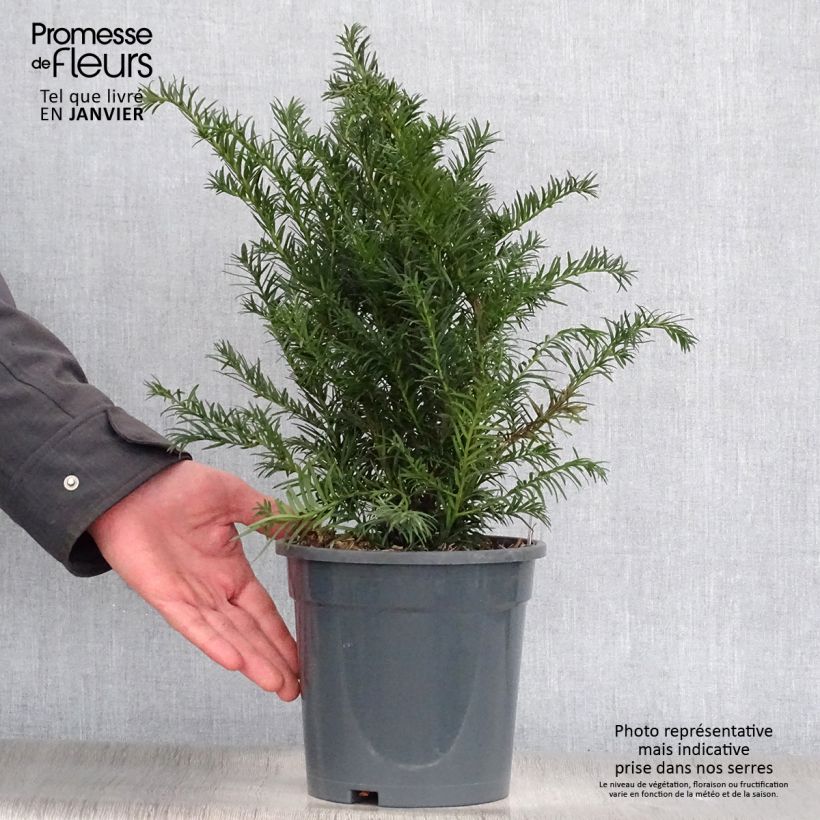 Amostra de Taxus baccata Repandens - If commun Vaso de 2 L/3 L tal como entregue no inverno