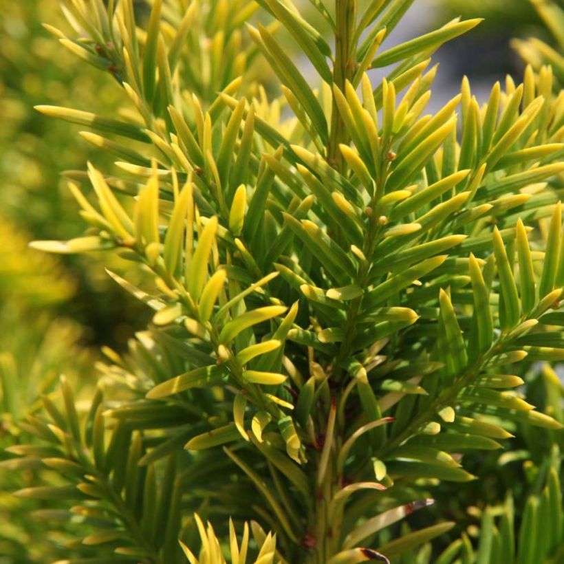 Taxus baccata Semperaurea (Folhagem)