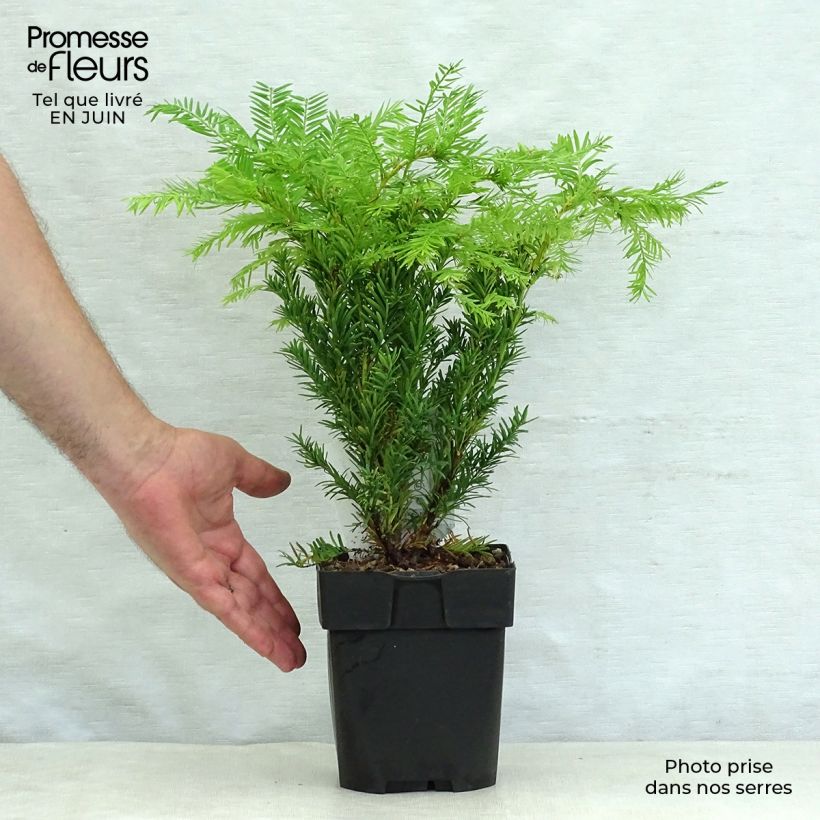 Amostra de Taxus baccata Semperaurea Vaso de 2 L/3 L tal como entregue no verão
