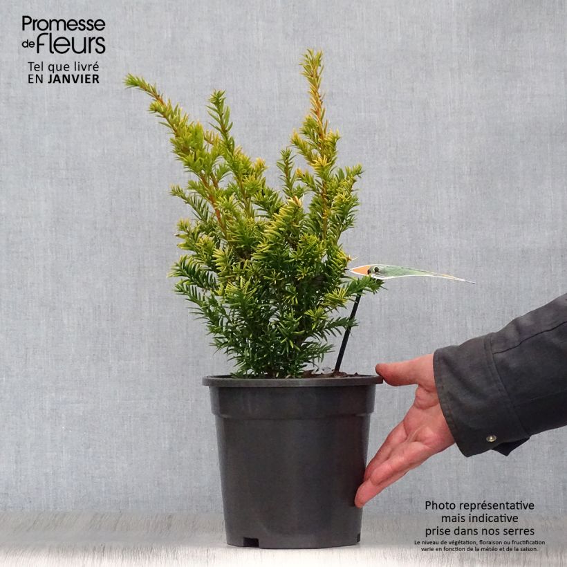 Amostra de Taxus baccata Semperaurea - If commun doré. Vaso de 2 L/3 L tal como entregue no inverno