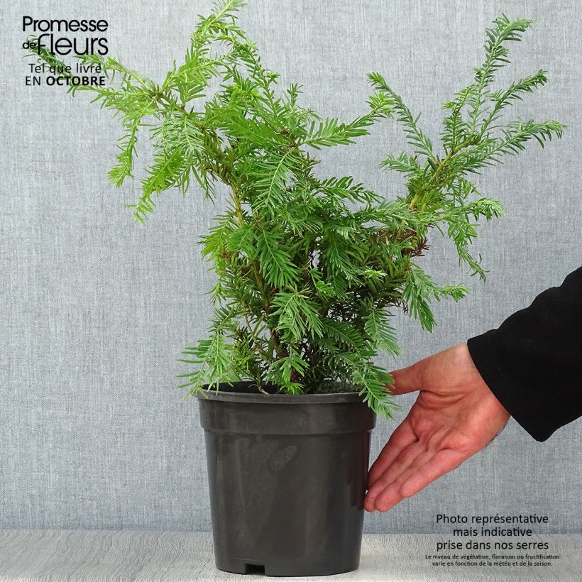 Amostra de Taxus baccata Semperaurea Vaso de 2 L/3 L tal como entregue no outono