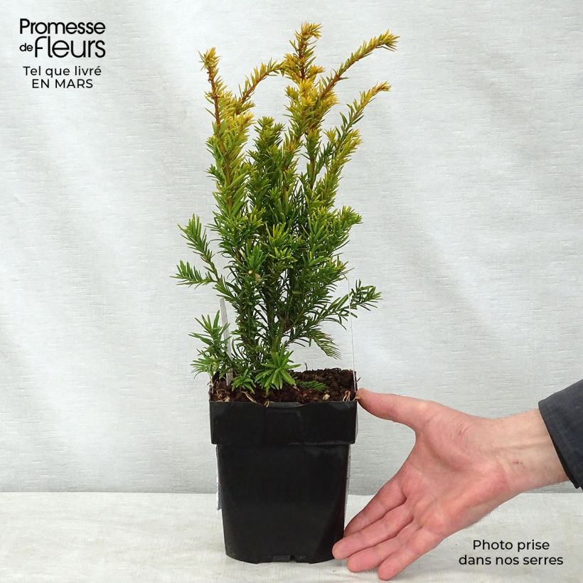 Amostra de Taxus baccata Semperaurea Vaso de 2 L/3 L tal como entregue na primavera