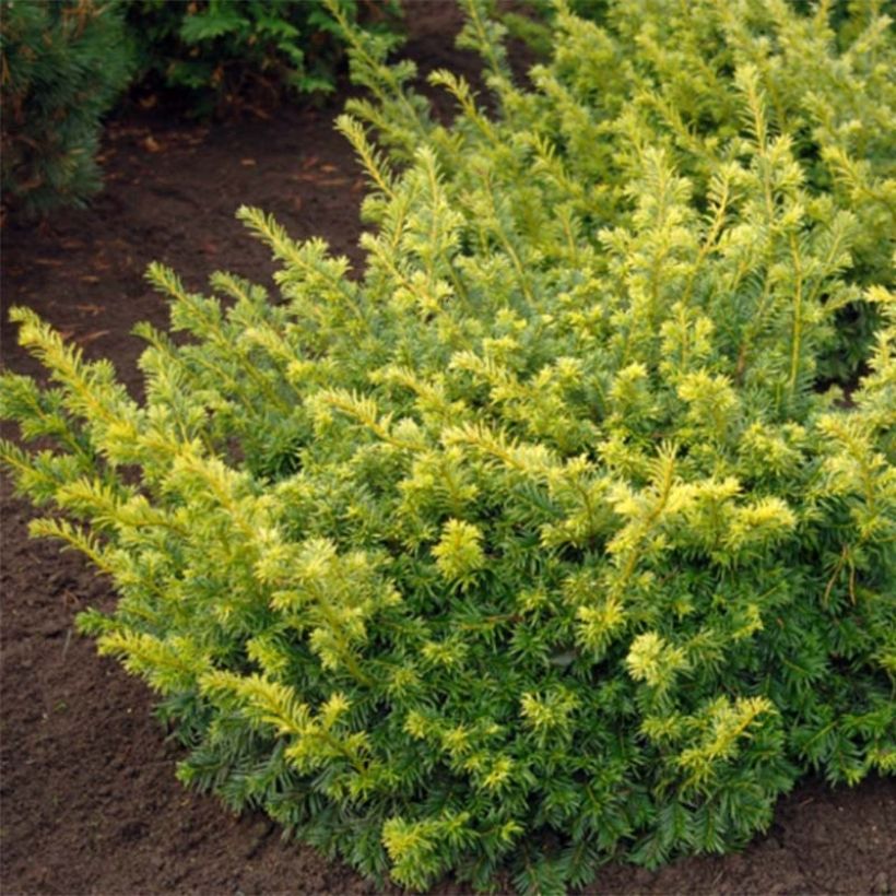 Taxus baccata Summergold (Folhagem)