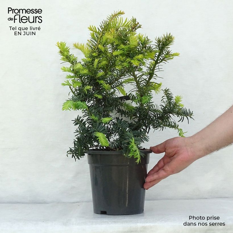 Amostra de Taxus baccata Summergold Vaso de 2 L/3 L tal como entregue no verão