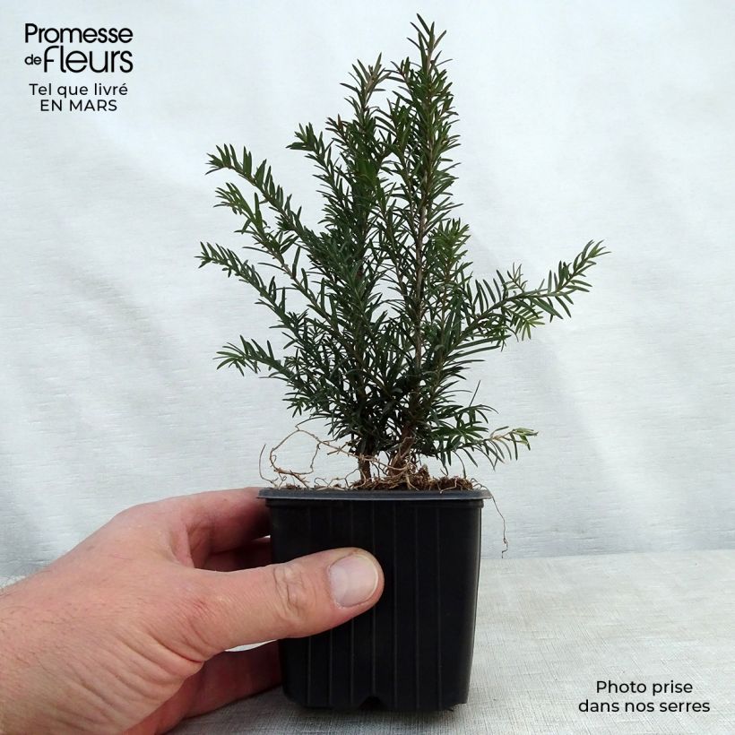 Amostra de Taxus baccata - Teixo Vaso de 8/9 cm tal como entregue na primavera