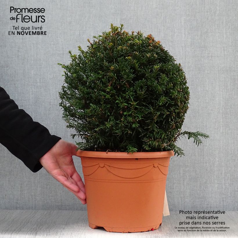 Amostra de Taxus baccata em bola Vaso de 7,5 L/10 L, Bola tal como entregue no outono