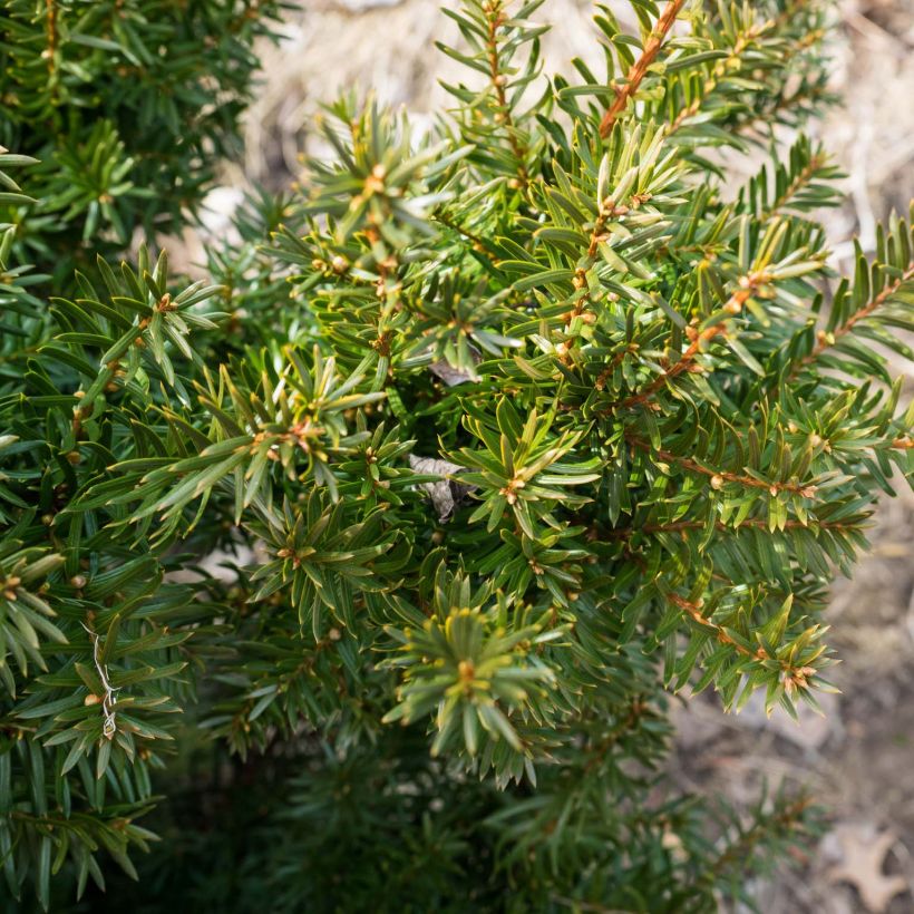 Taxus media Densiformis (Folhagem)