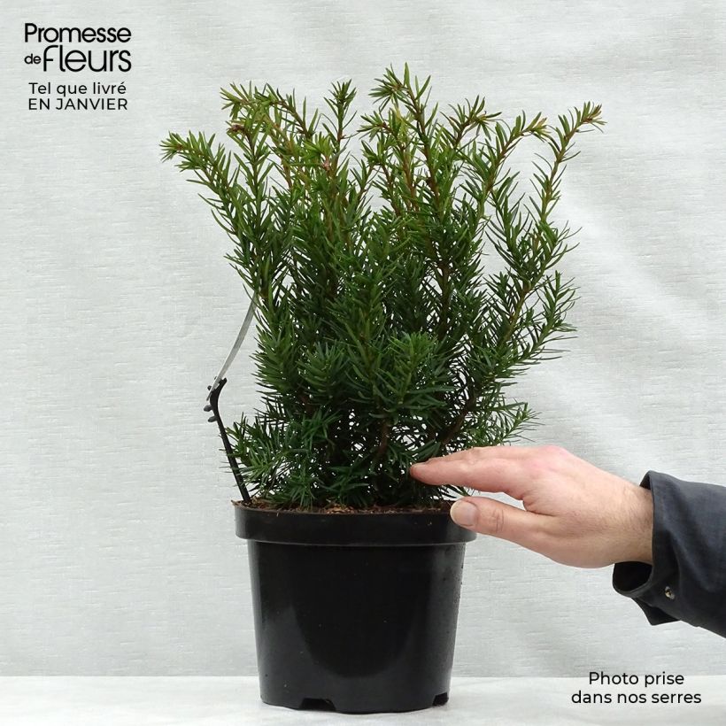 Amostra de Taxus media Densiformis Vaso de 2 L/3 L tal como entregue no inverno