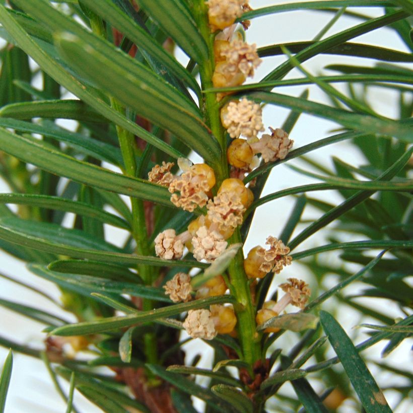 Taxus media Densiformis (Floração)