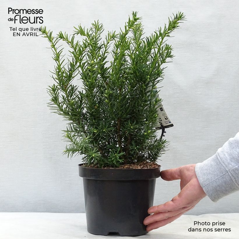 Amostra de Taxus media Densiformis Vaso de 2 L/3 L tal como entregue na primavera