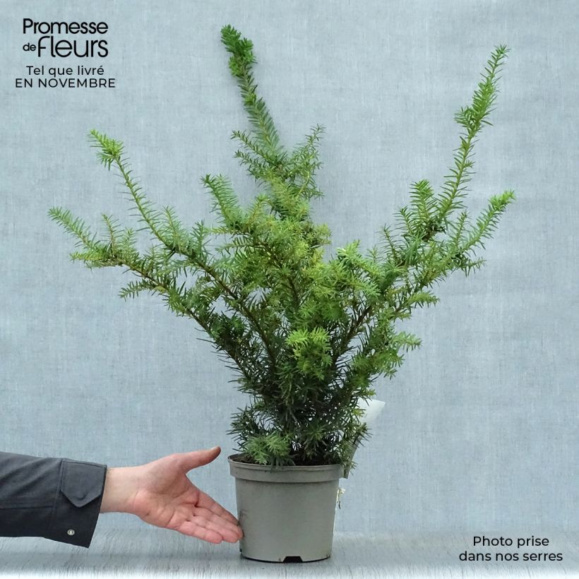 Amostra de Taxus media Densiformis Vaso de 2 L/3 L tal como entregue no outono