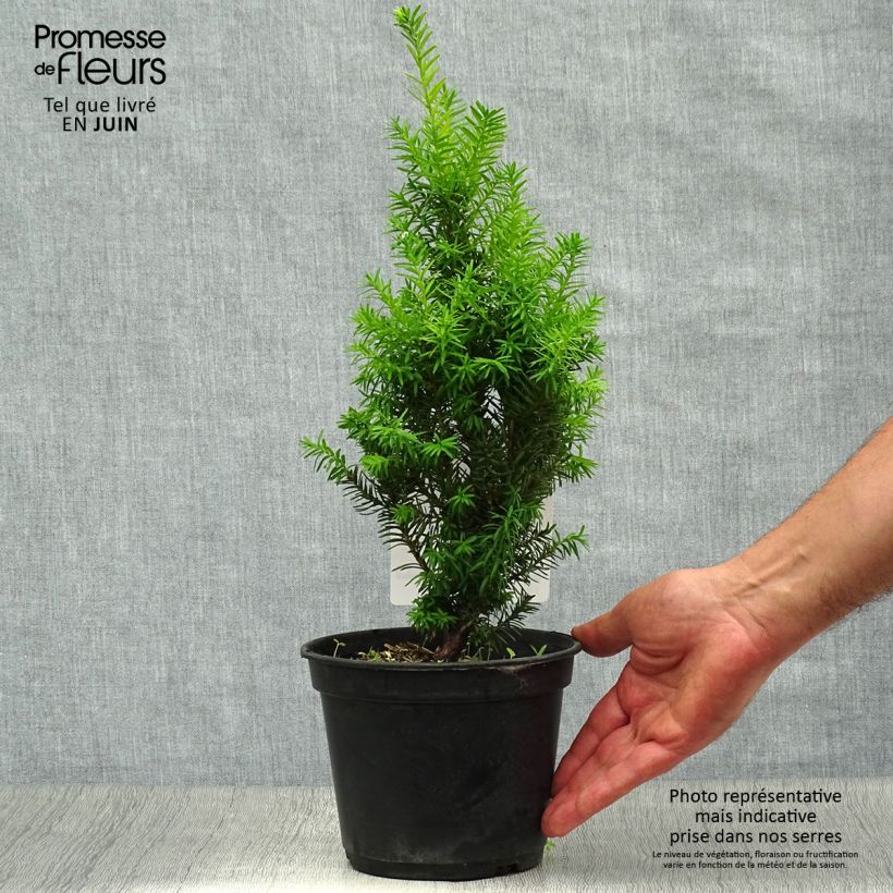 Amostra de Taxus media Densiformis Vaso de 2 L/3 L tal como entregue no verão