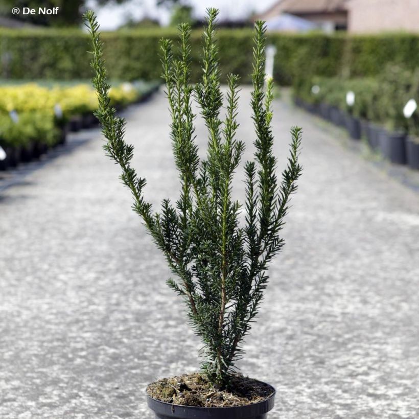 Taxus media Hillii (Hábito)