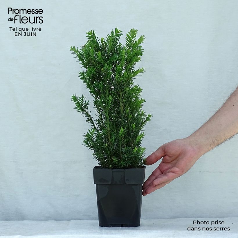 Amostra de Taxus media Hillii Vaso de 2 L/3 L tal como entregue no verão