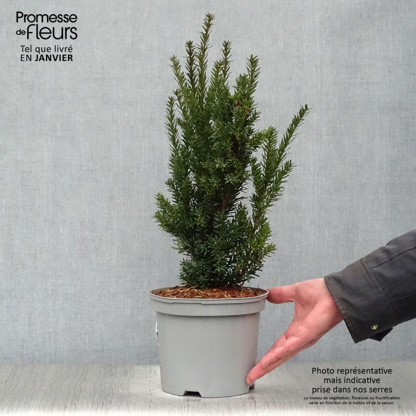 Amostra de Taxus media Hillii - If hybride Vaso de 2 L/3 L tal como entregue no inverno
