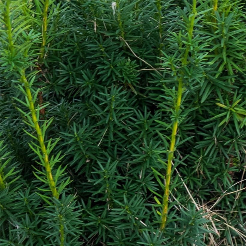 Taxus media Hicksii (Folhagem)