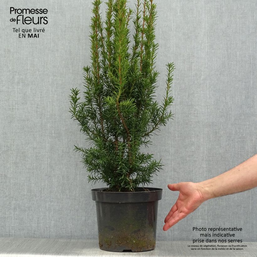 Amostra de Taxus media Hicksii Vaso de 7,5 L/10 L tal como entregue na primavera