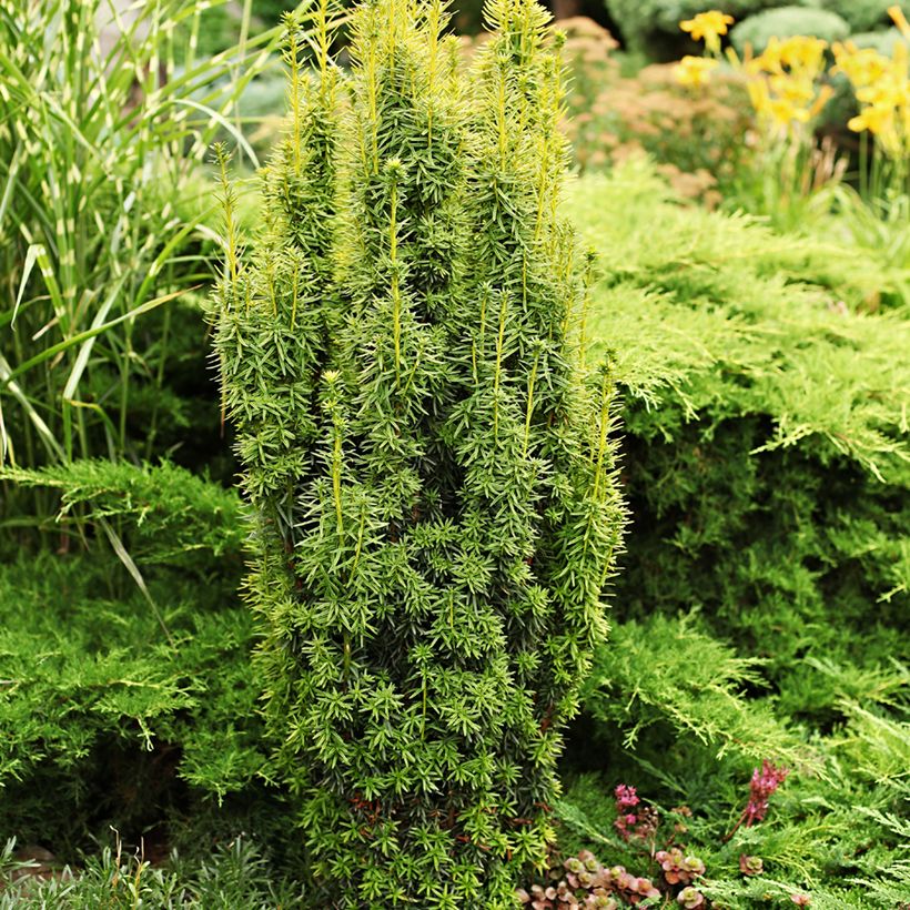 Taxus baccata - Teixo (Hábito)