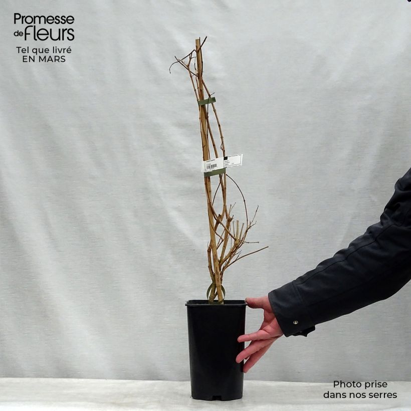 Amostra de Tecomaria (Tecoma) capensis - Chèvrefeuille du Cap Pot de 2L/3L tal como entregue no inverno