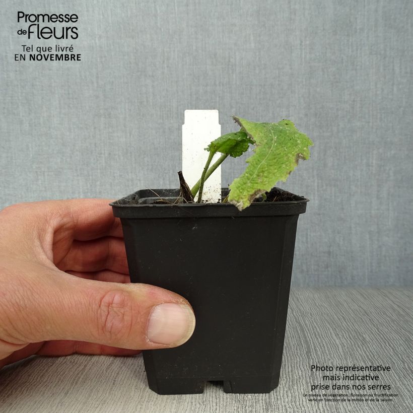 Amostra de Telekia speciosa Vaso de 8/9 cm tal como entregue no outono